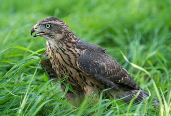 hawk, Accipiter gentilis, jastrząb