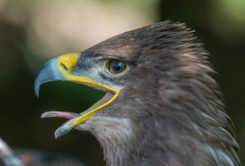 steppe eagle, Aquila nipalensis, orzeł stepowy © Slawomir