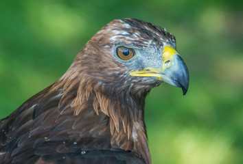 golden eagle, Aquila chrysaetos, orzeł przedni