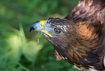 golden eagle, Aquila chrysaetos, orzeł przedni © Slawomir