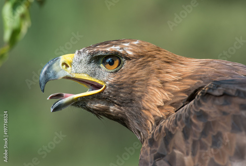 Golden Eagle Aquila Chrysaetos Orzeł Przedni Stock Photo