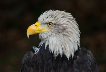 bald eagle Haliaeetus leucocephalus