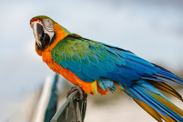 A lovely macaw looking at the camera in the Bahamas.