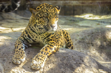 Panthera onca, Jaguar, resting