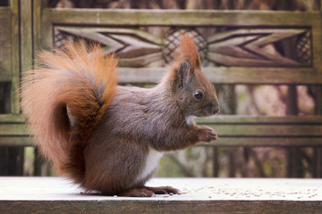 Eichhörnchen