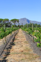 Fototapeta na wymiar A Vineyard in South Africa
