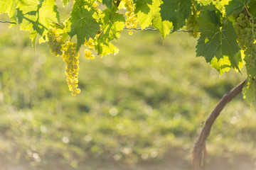 Green grapes on a grapevine backlit by the sun