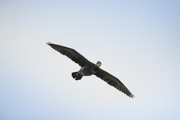 Cormorano in volo