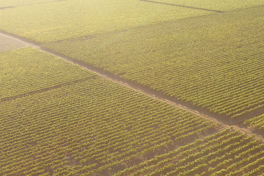 Aerial View Of Grapevines In A Vineyard In California