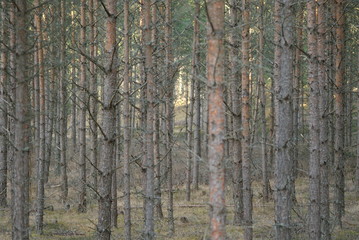 Pinetree forrest in sweden