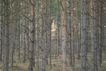 Obraz premium Pinetree forrest in sweden