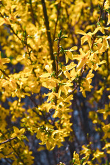 Blooming yellow William Forsyth or Easter tree (Forsythia)