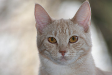 A cat is sitting and looking into the camera