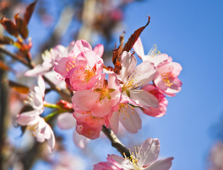 The pink flowers of Japanese cherry blossom or Sakura (Prunus serrulata) on the background of blue sky