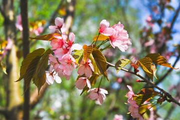 The pink flowers of Japanese cherry blossom or Sakura (Prunus serrulata)