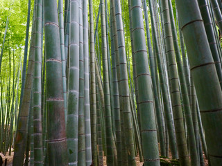 Hintergrund Bambuswald grün