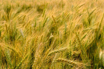 Barley in field for crops