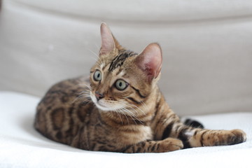 Adorable portrait of a Bengal cat