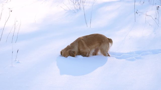 Golden hunting dog is eating snow. Little funny puppy walking outdoors at the winter day.