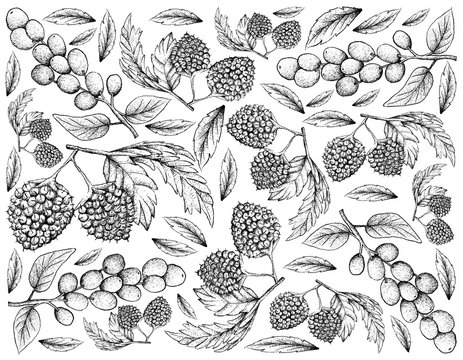 Hand Drawn of Balloon Berries and Antidesma Ghaesembilla