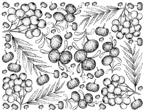 Hand Drawn Background of Black Goji and Rowanberries