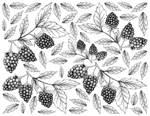 Hand Drawn Background of Fresh Blackberry Fruits