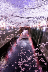 Beautiful view of sakura flowers blooming along Meguro River at Tokyo, Japan. © fannrei