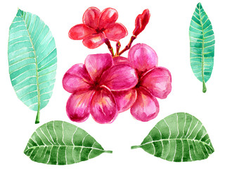 Watercolor painted illustration exotic leaves and flowers