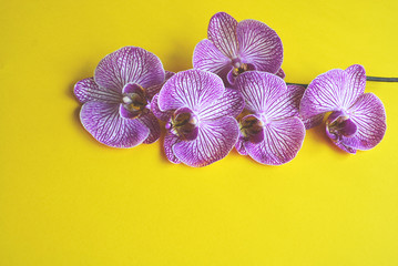 Beautiful blooming branch of purple orchid flowers on a yellow background.
