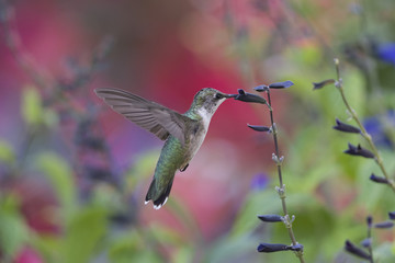 Fototapeta premium Colorful Garden with Visitor