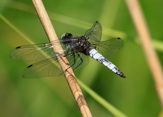 Libelle
