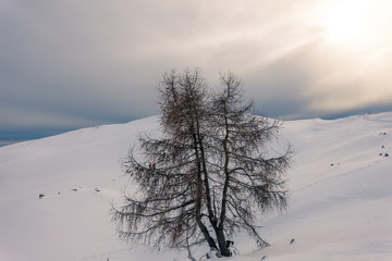 Lone larch on a snowy slope with a gray sky and a pale sun in the background, Belluno, Veneto, Italy