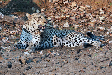 Leopard in early evening sunshine