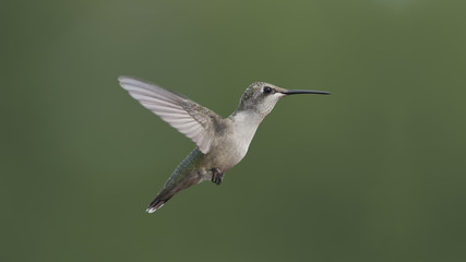 Complete with the Hummingbird OS