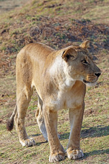 Obraz na płótnie Canvas Young Lioness in Zambia