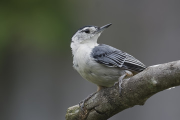Curious Nuthatch