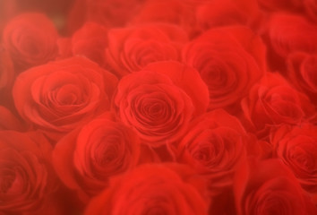 Rose background, close up photography