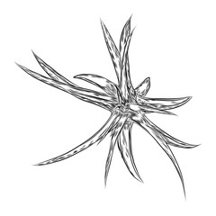 Air plant Tillandsias cactus for fashion design. Cacti mood sketchy hand drawn style illustration. Succulent terrarium element. Wild floral exotic tropical flower. Vector.