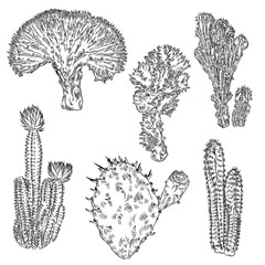 Wild cactus set. Hand drawn prickly cacti. Terrarium cactus collection. Wild floral exotic tropical. Vector.