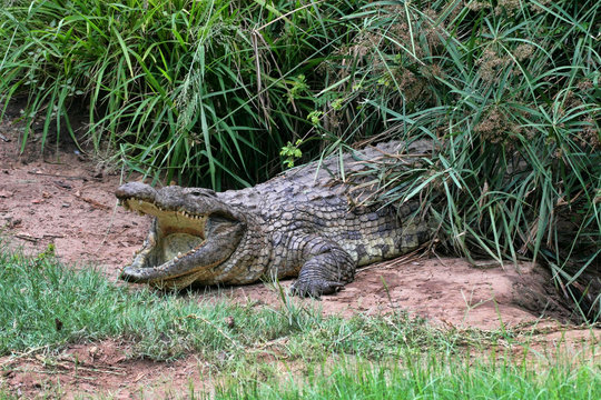 Nile Crocodile, Crocodylus niloticus, open mouth, Zimbabwe