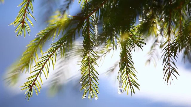 spring fir tree footage 