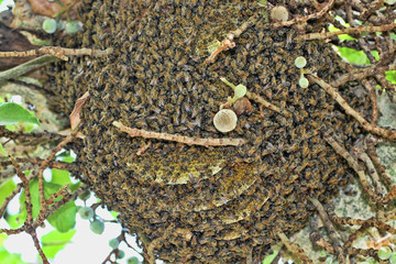 Wildflower bees, Zimbabwe