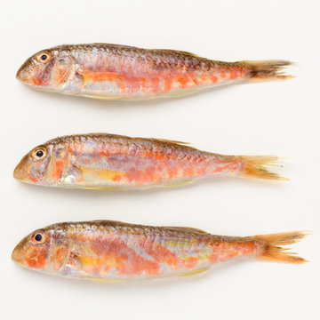 three raw fish Barbun