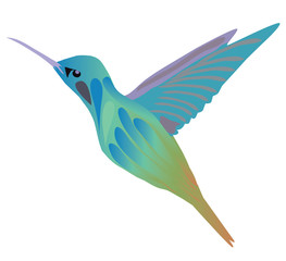 Obraz premium Vector Hummingbird Isolated