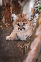 Female Cougar Kitten (Puma concolor) Looks Out Paw Forward