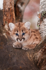 Female Cougar Kitten (Puma concolor) in Tree