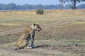 Lioness looking across dry plain