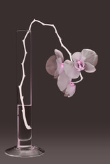 Orchid flower in the x-ray beam.
