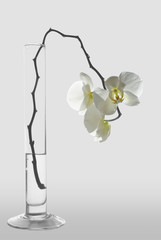 Orchid flower in a bowl of water