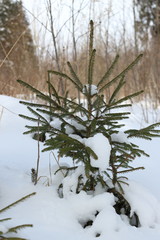 Evergreen Christmas tree a fir-tree covered with snow